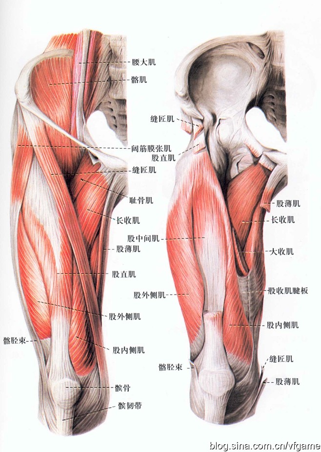 【新提醒】人体结构素材图片-人体结构-微...