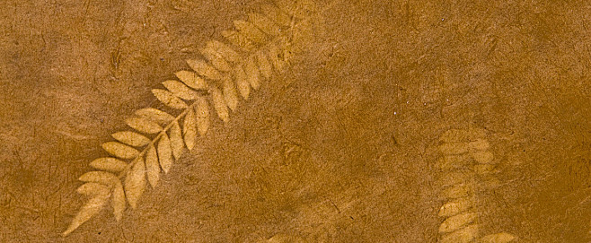 黄色纹理拓印植物标本海报banner图库png图片网图片素材背景素材