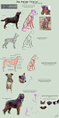 dog_anatomy_tutorial_1_by_sleepingdeadgirl