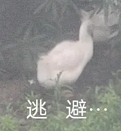 堆糖转载 鸽子表情包