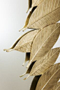 Detail of the Leaf | Rectangular Mirror