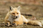 Photo of the Day: Relaxed Red Fox

Photo by Christopher MacDonald (Brantford, ON, Canada); Ontario, Canada