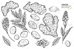 生姜,蔬菜,香料,成分,绘画插图,叶子,矢量,手,烹调,花