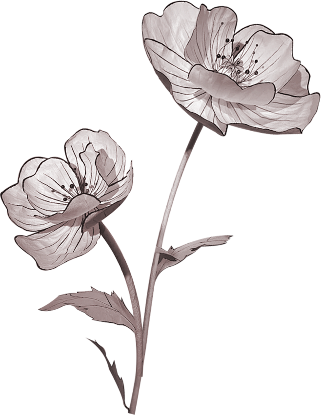 花卉花藤图5