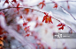 Snow On Autumn Color Leaves