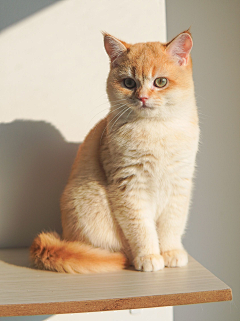 挥笔绘采集到宠物猫