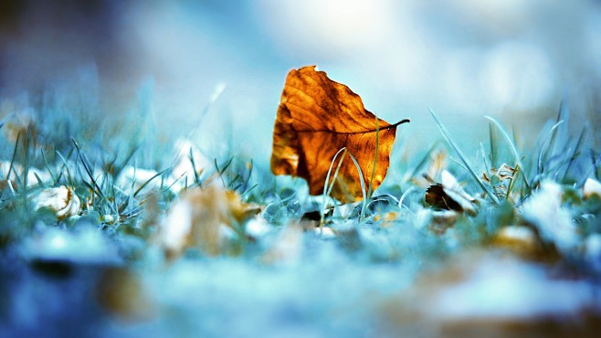 close-up leaf nature...