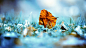 close-up leaf nature wallpaper (#1064351) / Wallbase.cc