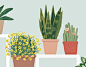 Plantas para El Mueble