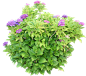 八仙花11