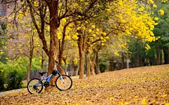 唯美自行车风景电脑桌面壁纸