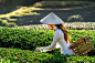 Free photo asian woman wearing vietnam culture traditional in green tea field.