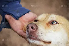 狗,深情的,可爱的,我爱你,面部表情,男人,满意,微笑,出示