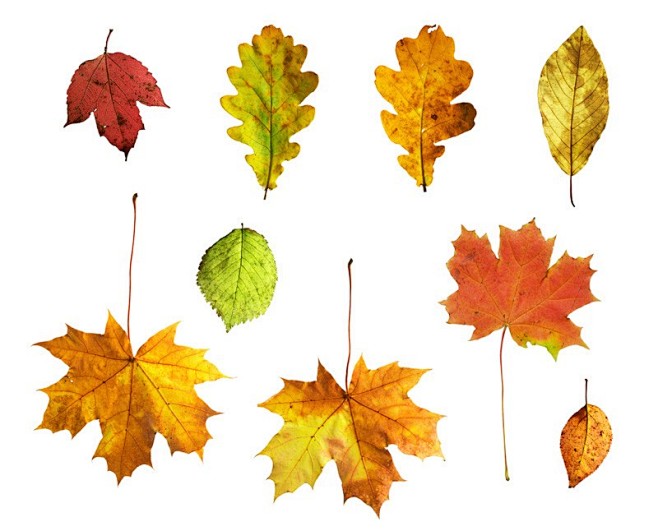 9个秋天树叶图片素材