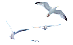 cherry盆子采集到png
