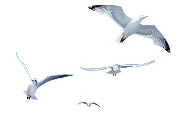 海鸥PNG