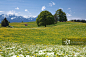 巴伐利亚春天草地图片素材