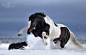 Kseniya Rimskaya在 500px 上的照片Games between staffy and stallion