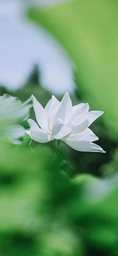 灬阿菈蕾灬采集到各种植被