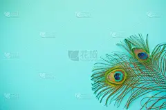 美丽的羽毛从孔雀尾巴上孤立的淡蓝色背景。