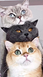 生物｜猫猫叠叠乐开启开心的一天！ ​​​​