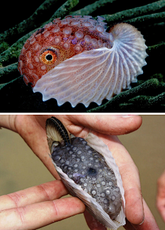 胭芷采集到生物○水族