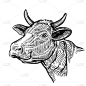 母牛,动物头,分离着色,白色,自然,图像,公牛,野牛,哺乳纲,猪嘴