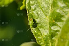 一只长着白眼睛、长着胡子的绿色虫子和一只在绿色树叶上爬行的棕色驴子