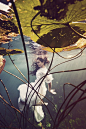underwater beauty