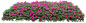 灌木/地被·凤仙花