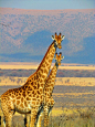 2 Giraffe on Green Grass Field in Close Up Photography