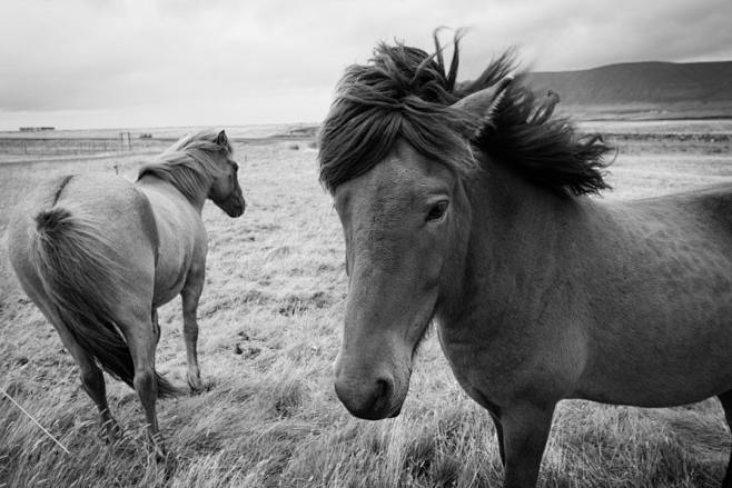Icelandic horses pho...