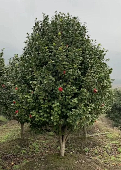 顾慕兰采集到植物品种