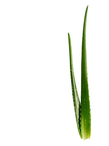 芦荟_2726153226