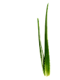芦荟_2726153226