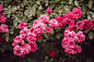 focus photo of pink petaled flowers