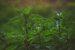 苏羽Heart采集到花草树木素材