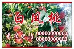 白凤桃  - 源文件下载【酷图网】白凤桃,水果,桃园,现摘,新鲜,时令水果