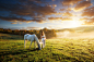 Beautiful sensual women with white horse by Gergely Zsolnai on 500px