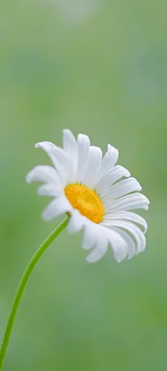 一朵花 简约 护眼 手机壁纸