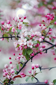 花花公子ぺ采集到花草树木·园艺