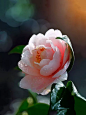 Snipaste_2020-04-11_03-16-11