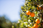 Valencia orange trees by 135pixels Eduardo Gonzalez on 500px