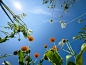 Blue blue sky :: Behance