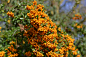 General 7360x4912 Sanddorn orange rowan