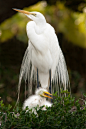 Photograph Great Egret chick by Jim McKinley on 500px