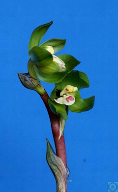 巴布豆X采集到花花