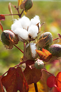棉花