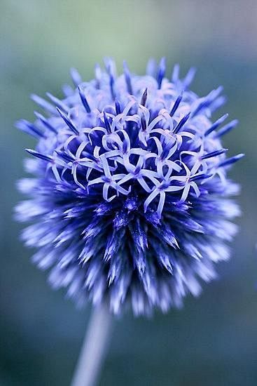 蓝色的花丁香花