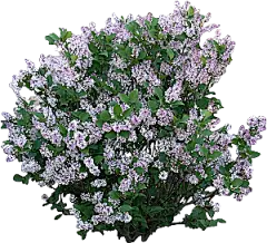 关公丁香png素材